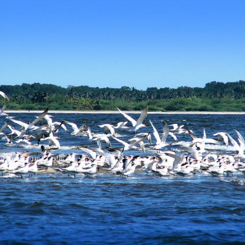 Flora-y-fauna-de-Bahia-de-Jiquilisco