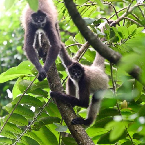 turismo-monos-arana-el-salvador-refugio